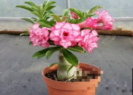 夏天养花就养它，一养10多年，茬茬都开花！