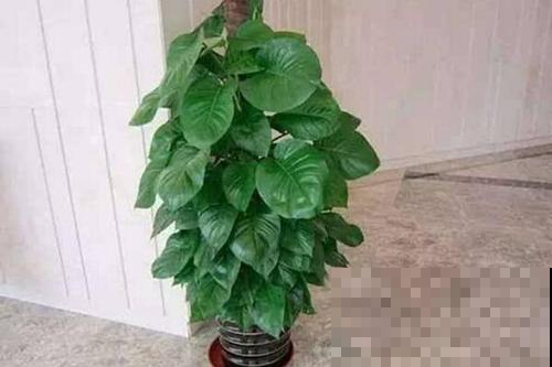 卧室是这花的禁地，一旦养了就会出大问题，别不当回事！
