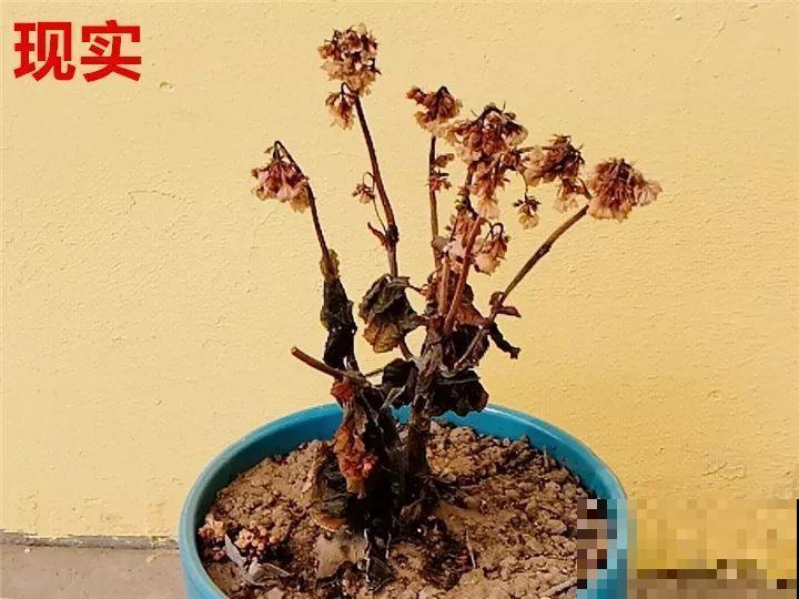 这10种花，年年收空盆，没点经验还真不敢养！