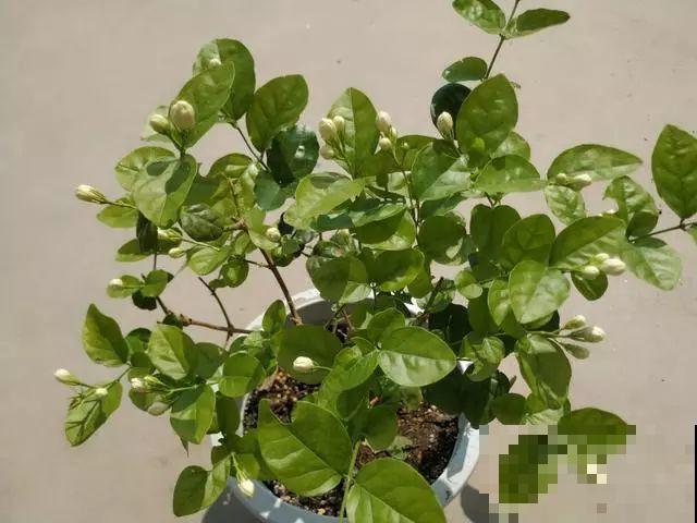 这花剪一茬开一茬，越晒花越多，整个夏天屋里都是香香的！