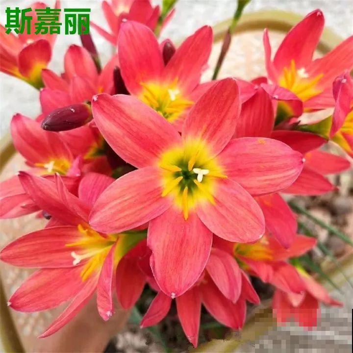 死不了的花，5年生了10麻袋，大铲车挖了一天！