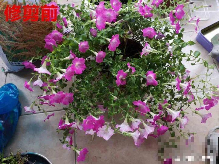 农村必养皮实花，院子里一放，随便长！
