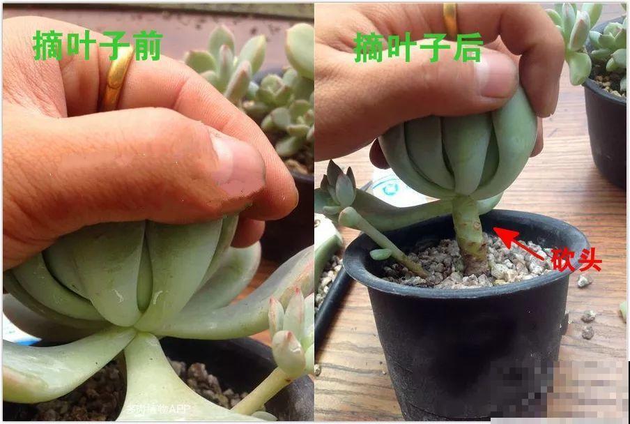 多肉秋天砍一刀，密密麻麻冒侧芽，一个月就挤爆盆！