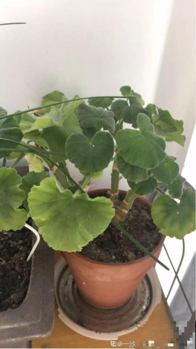 会休眠的12种花，想要安全度夏就别折腾，越浇水死的越快！