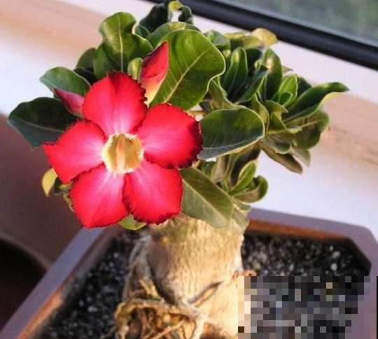沙漠玫瑰成光杆？饿几顿喷点它，花芽猛蹿！