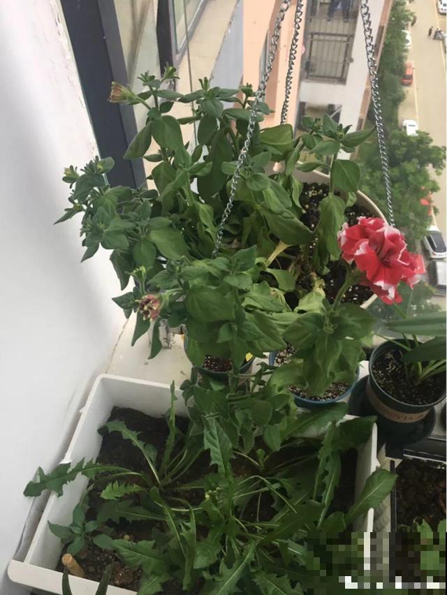 会休眠的12种花，想要安全度夏就别折腾，越浇水死的越快！