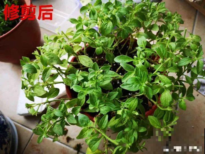 农村必养皮实花，院子里一放，随便长！
