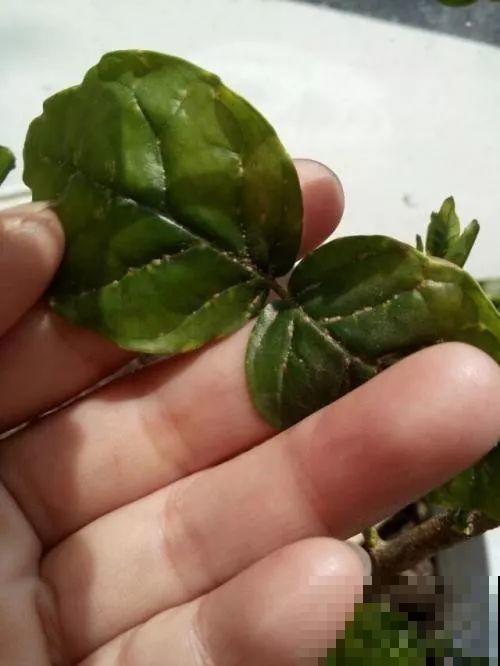 这花剪一茬开一茬，越晒花越多，整个夏天屋里都是香香的！