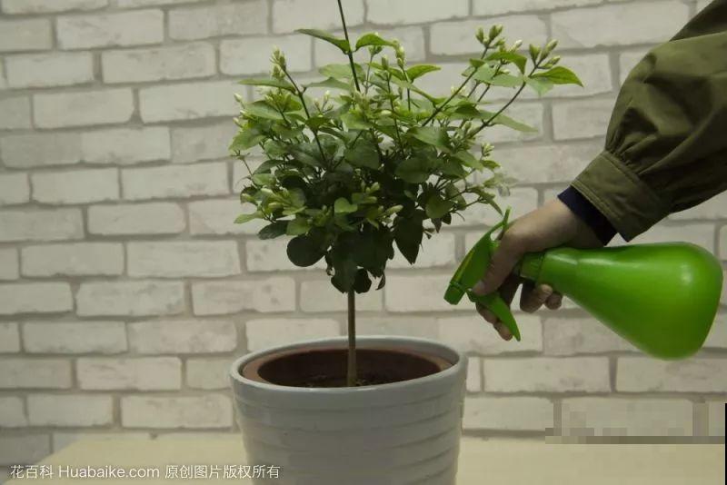 9月快上壮花肥，10天撒一把，新芽蹭蹭往外长！