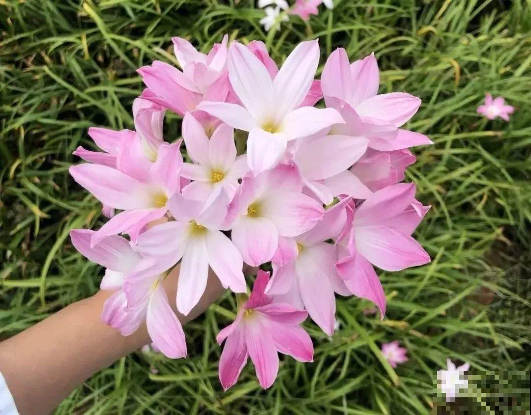 这货太皮实，暴晒淋雨后狂开花，能一直开到10月份！