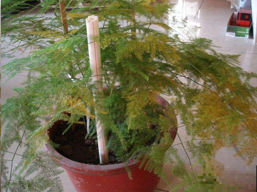 文竹一抖叶子全掉光咋整，立马用这养护方法，分分钟起死回生！