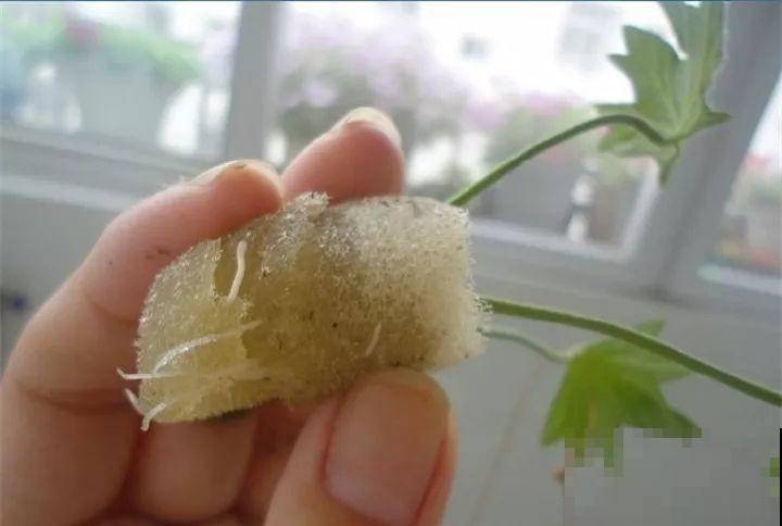 10种花扦插技巧，没事的时候插两盆，多到阳台都放不开！