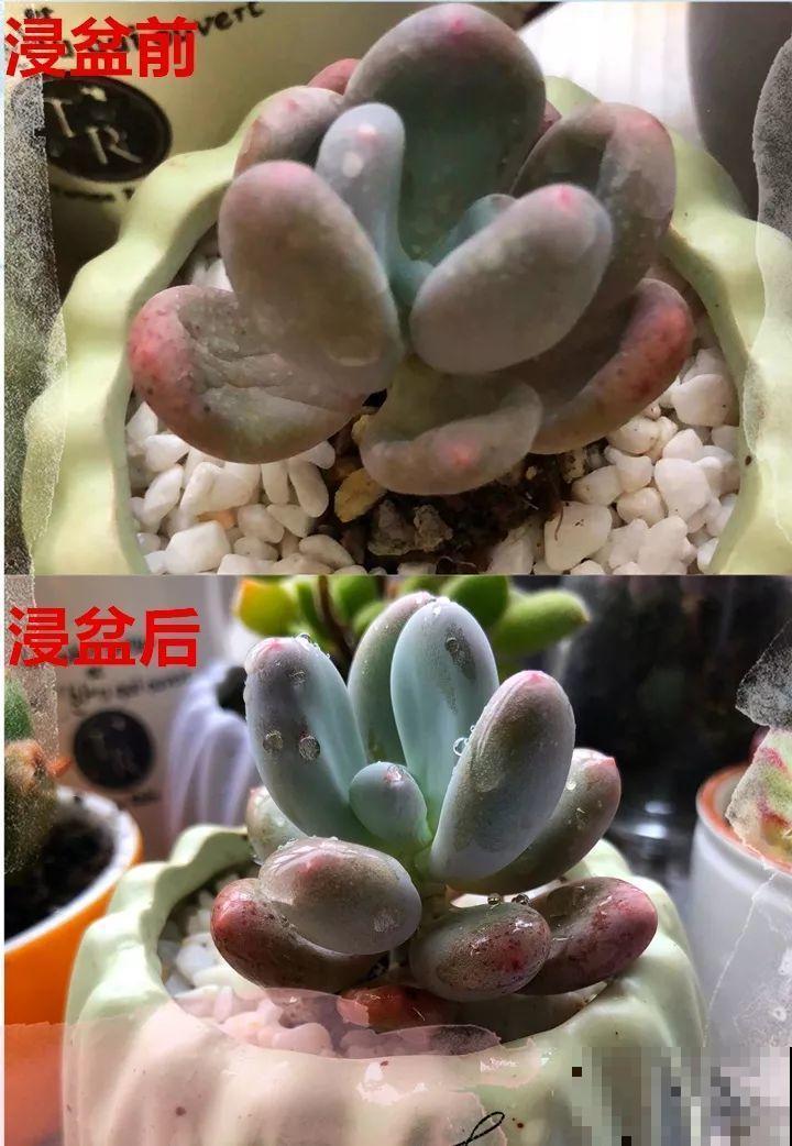 8月多肉这么养，9月爆满一阳台，个个都是胖娃娃！