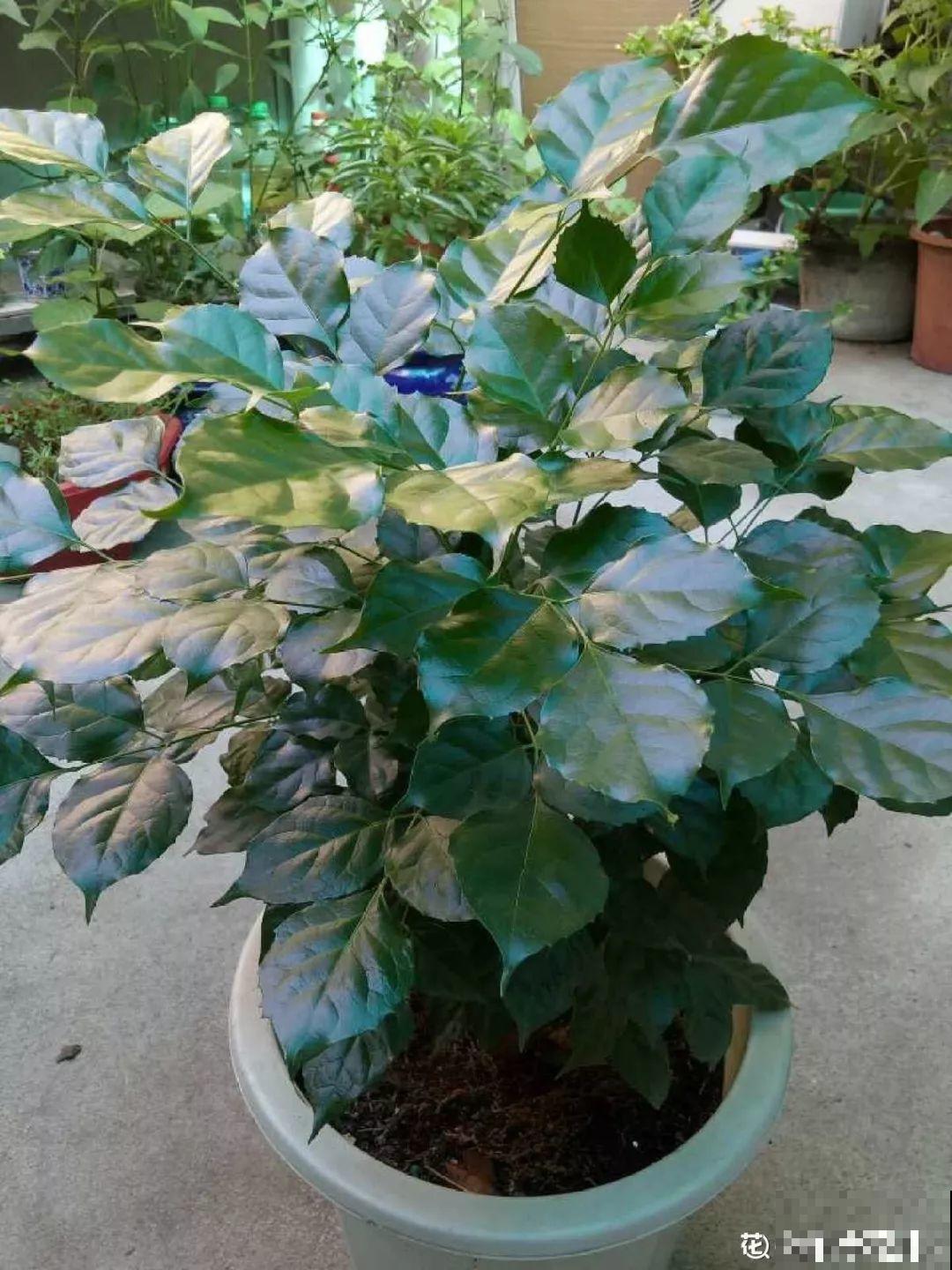 30种常见花的夏季浇水方法，告别烂根黄叶，养花无忧！