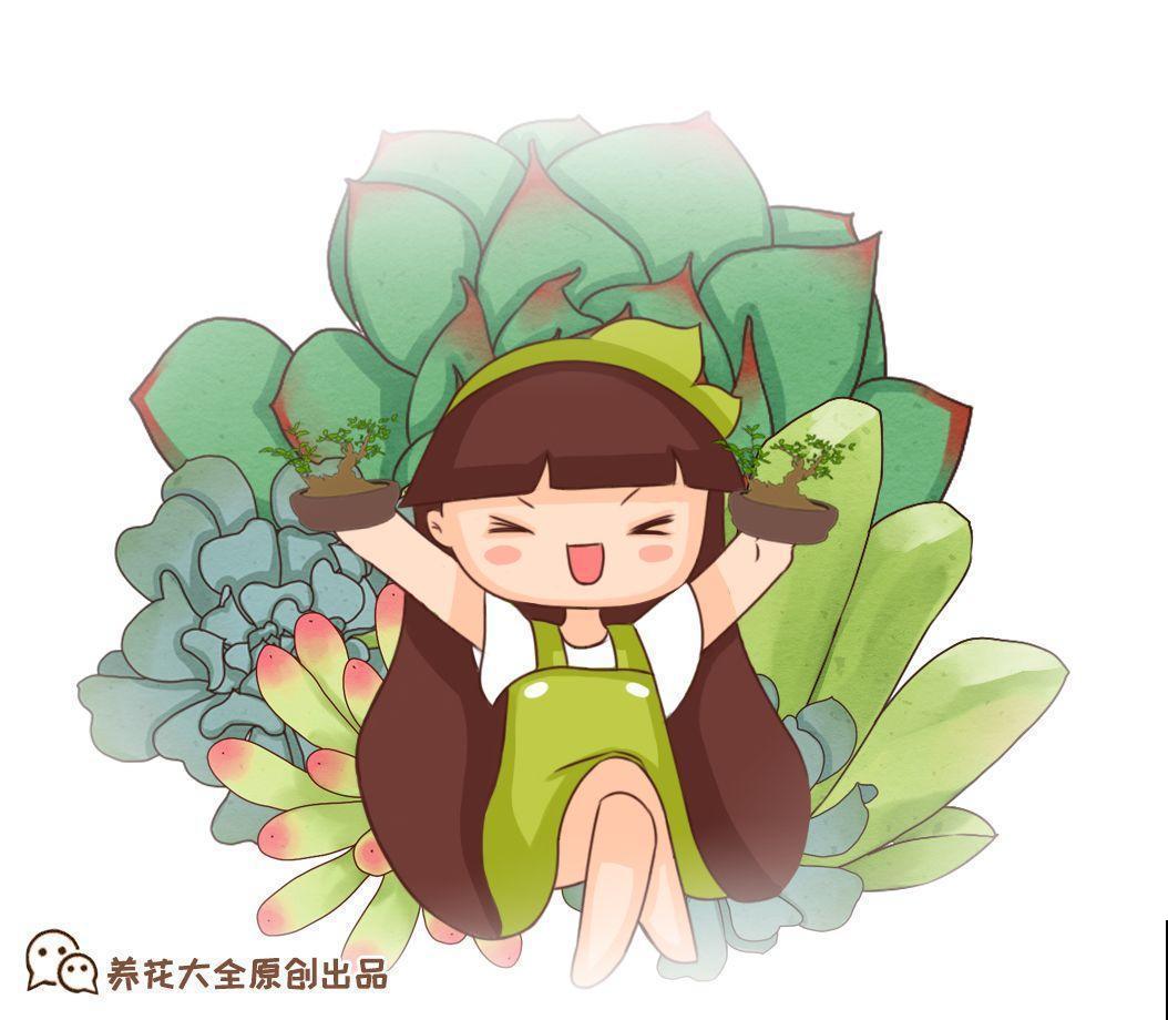 这花巴掌大，盆越小越挤，长得越旺盛！