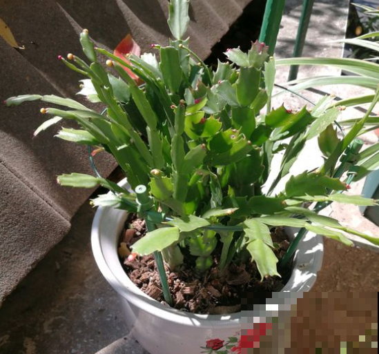 蟹爪兰还不窜芽？别光顾着施肥，打开“机关”才重要！
