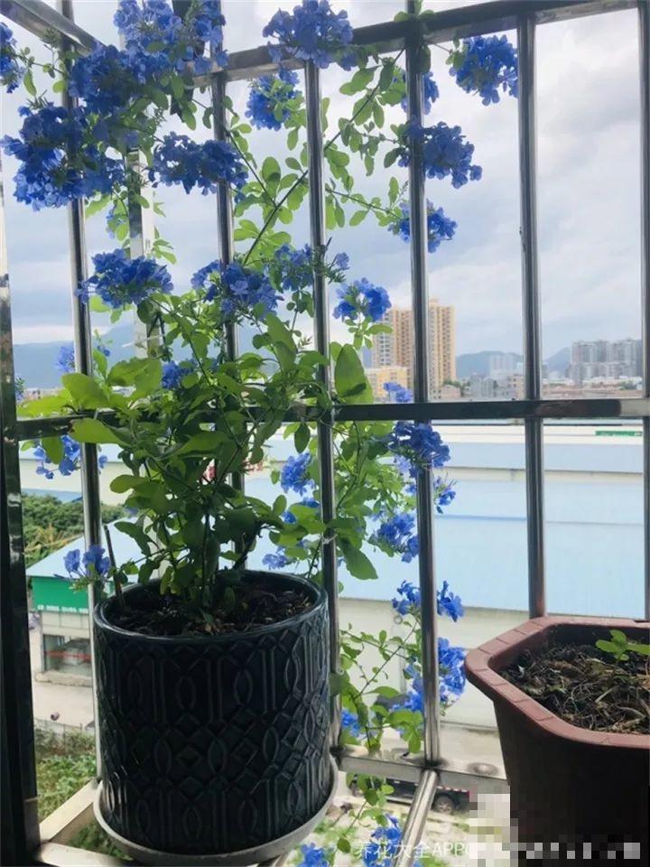 梅雨季节，正是扦插好时候，来年都不用买花了！
