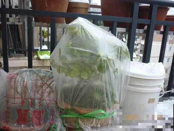 这花剪一茬开一茬，越晒花越多，整个夏天屋里都是香香的！