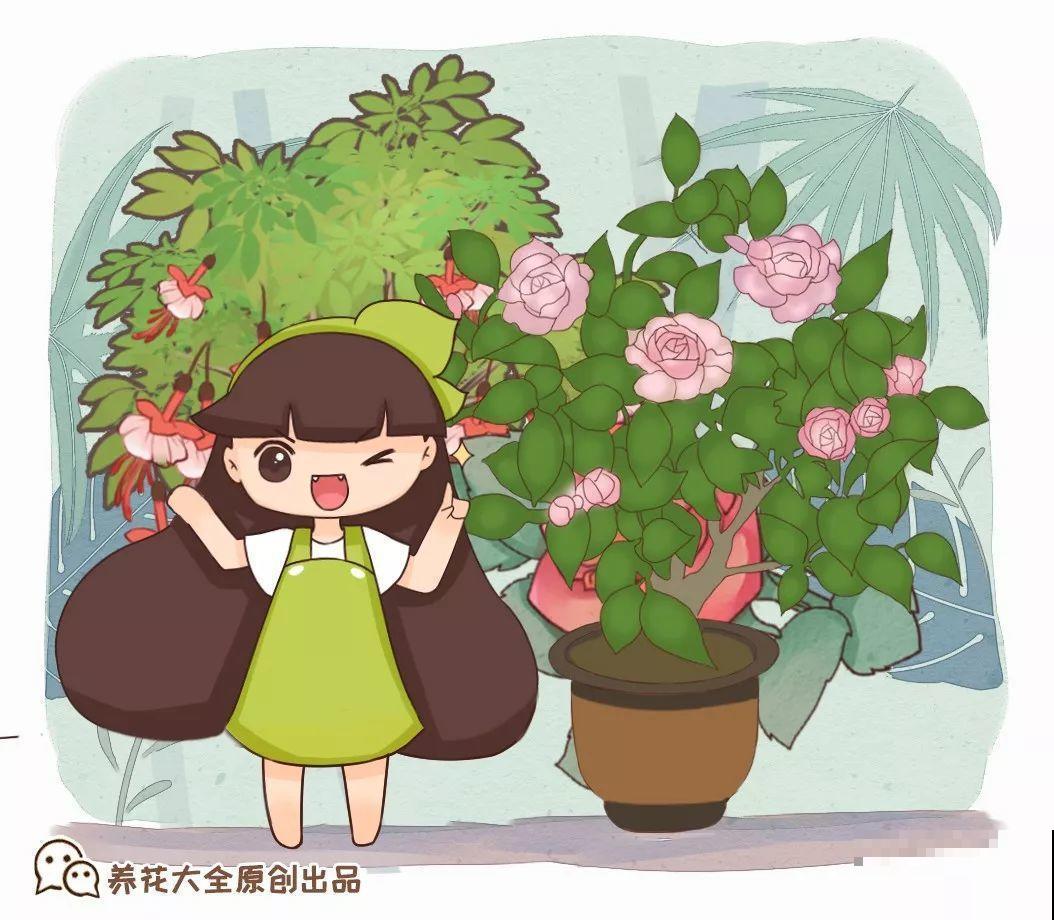 这10种花，年年收空盆，没点经验还真不敢养！
