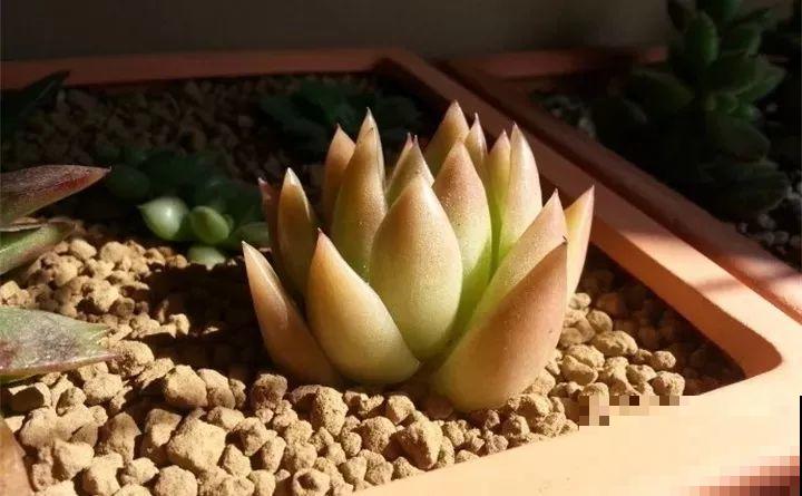 多肉养护大总结，这7点学会了，啥肉都能养得活！