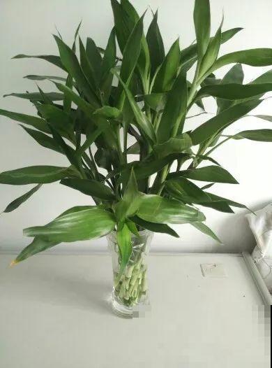 10种耐阴又好养的花，叶子油亮还茂盛，就是一个天然的净化器！