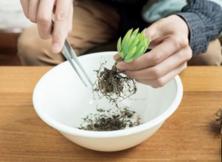 多肉也能水培？扔水里再也不担心烂根，一个月长大好几倍！