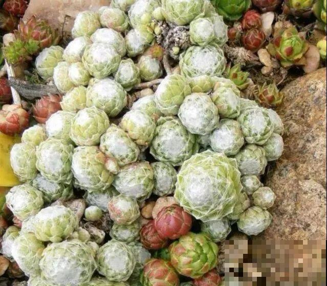 这8种多肉，现在扦插，插啥活啥，1个月就爆盆！