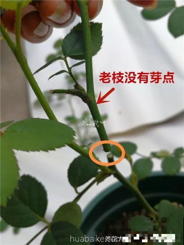 月季秋季修剪神攻略，只要找好位置剪，新芽呼呼冒