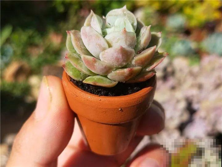 爸妈不在家，我在院子里疯狂种多肉，年年回家吓一跳！