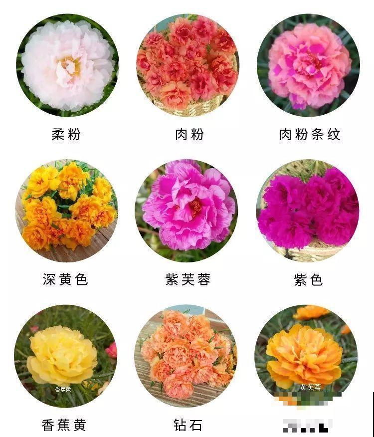 死不了的花，一开就是大半年，切碎扔土里就活！