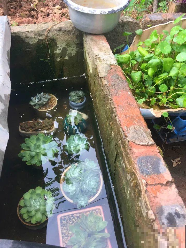 把多肉直接泡在水里？这么猛的操作，没想到叶子更加饱满了！