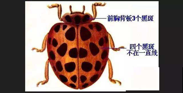 阳台看见瓢虫以为是益虫？这种瓢虫是叛徒，一天就把花啃精光！