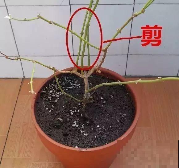 这花剪一茬开一茬，越晒花越多，整个夏天屋里都是香香的！