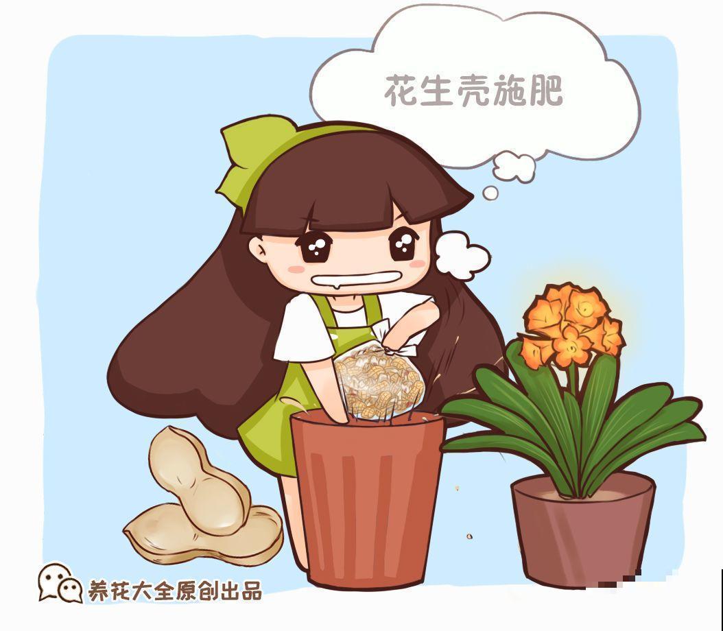 君子兰施肥就用它，盆里埋一点，叶子绿得直滴油！