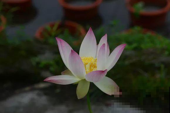 人和花都是相通的，看你养的花，就知道你是什么性格了！
