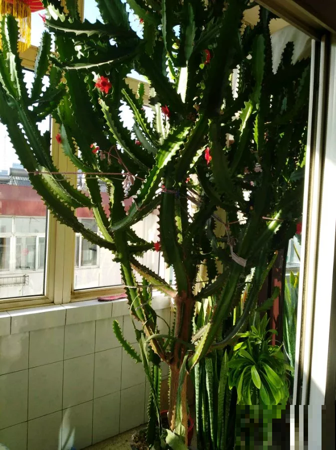 这花可真了不得，随便一养就猛蹿戳屋顶，吓得赶紧搬出去！