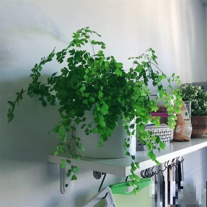 80种耐阴花，光线不好照样养的活，新手的救星！