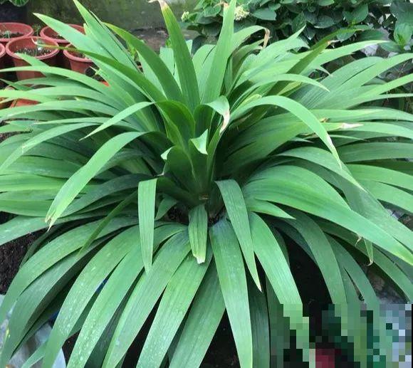 扔在门口的“韭菜”，竟然开出小百合，这花也太低调了！