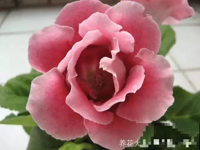 这花超耐阴，1片叶子扦插8盆，开起花来就没停过！