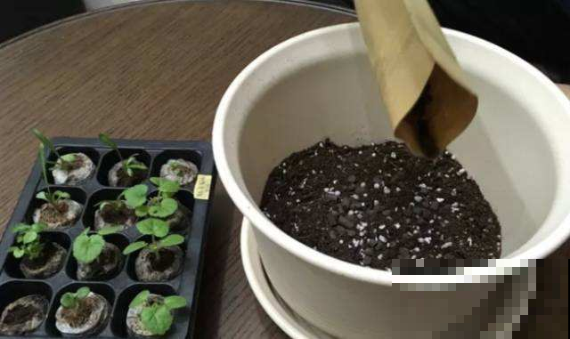 即将度夏成功？别让花毁在秋老虎手里，不然有你后悔的！