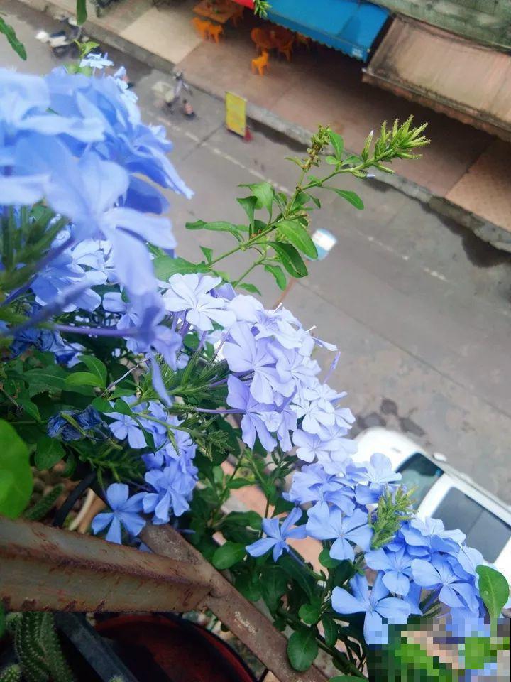 小窗台养这5种花，太阳一晒就开花，3个月爬满墙！