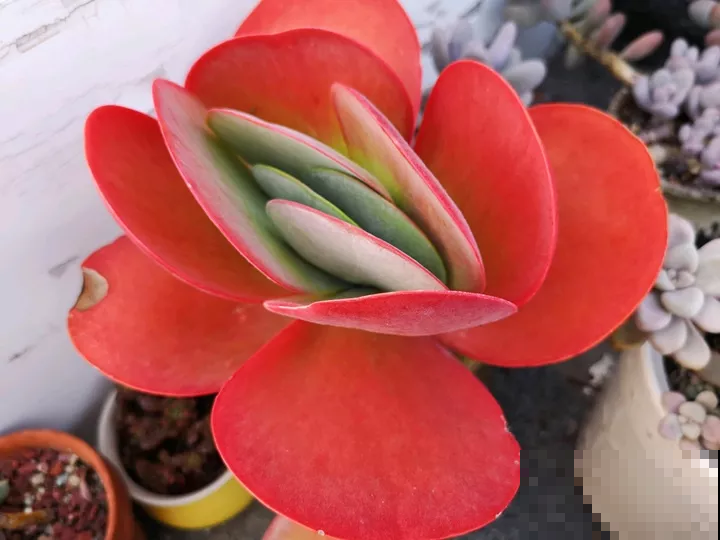 这盆栽原来叫这名，叶子红的像火苗，比花好看百倍！