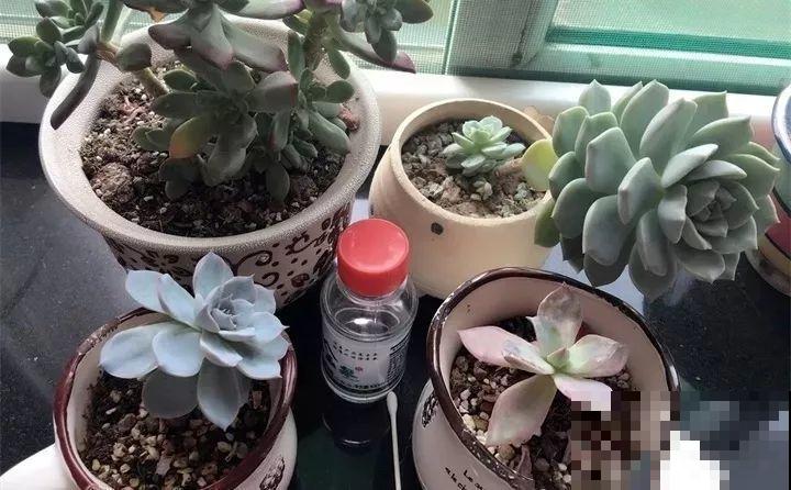周末去这儿转一转，花和花盆随便捡，赚大发了！