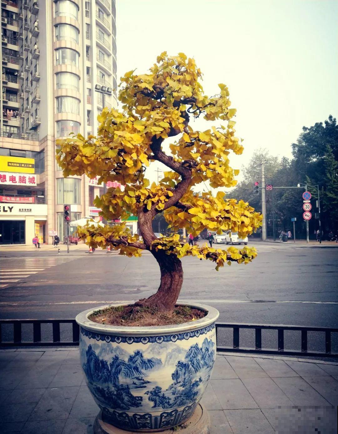 5种寿命超长的花，一养就是上百年，家里有一盆能当传家宝！