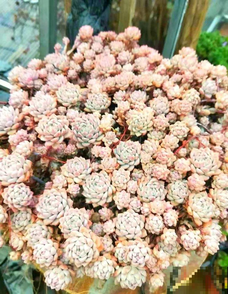 8种多肉最耐晒，大夏天照样疯长不停，呼呼窜成小瀑布！