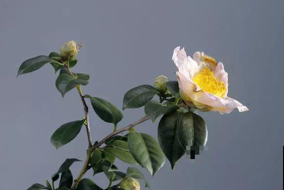 公认难养的花，他花10年时间养成盆景，价值翻倍！