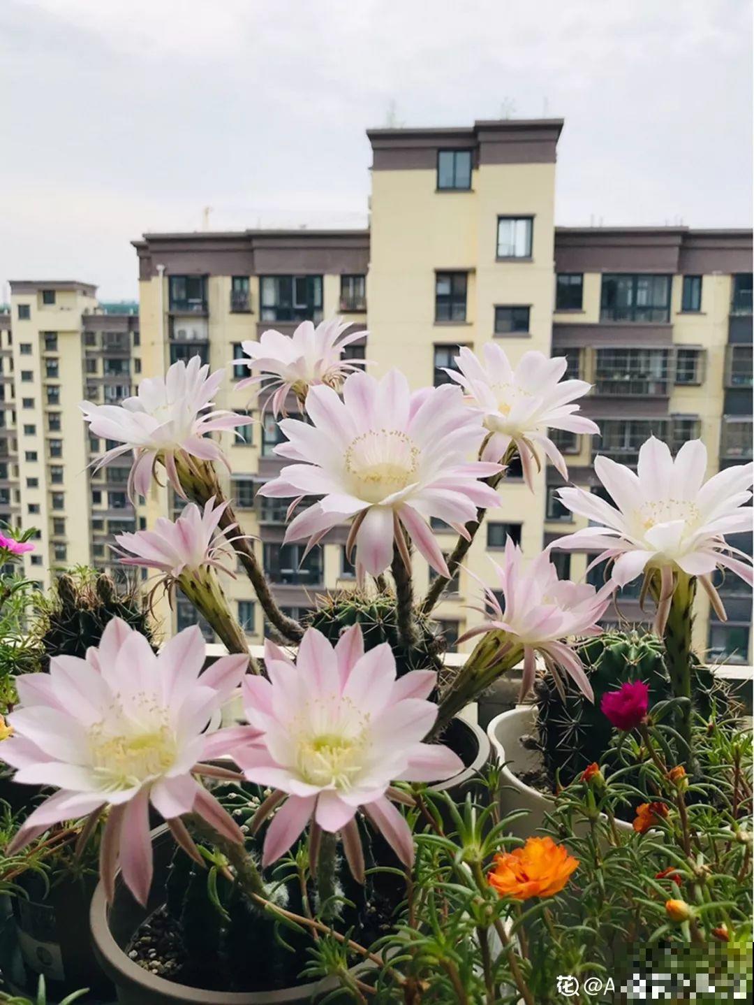 自带啤酒肚的9种花，省心又好养，你就放心出门吧！