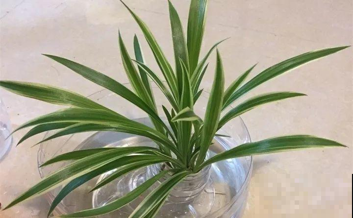 没时间给吊兰浇水，那不如扔了花盆改水培，大白根系看着就过瘾！