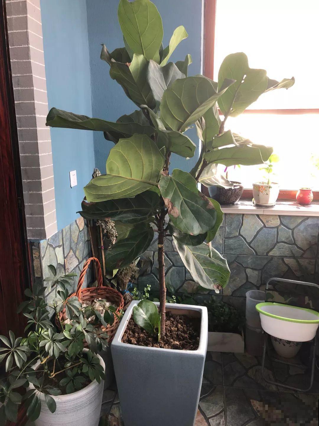30种常见花的夏季浇水方法，告别烂根黄叶，养花无忧！