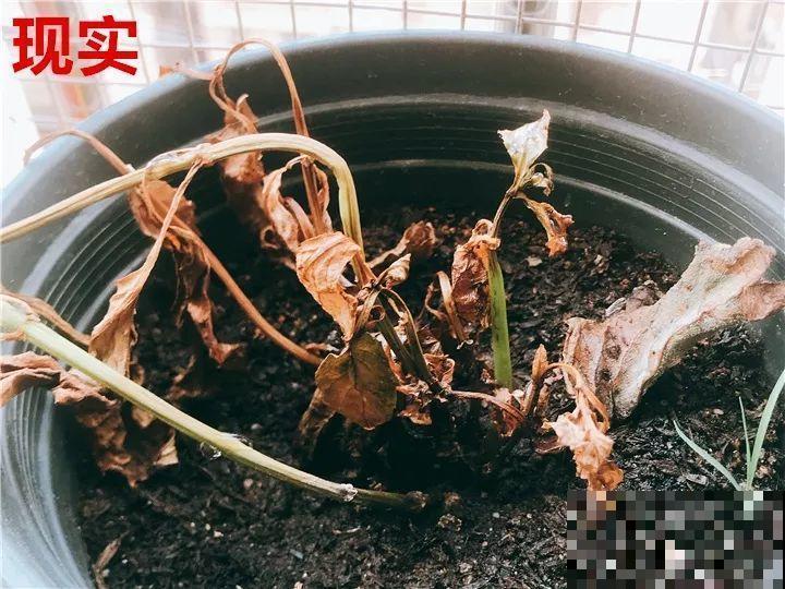 这10种花，年年收空盆，没点经验还真不敢养！